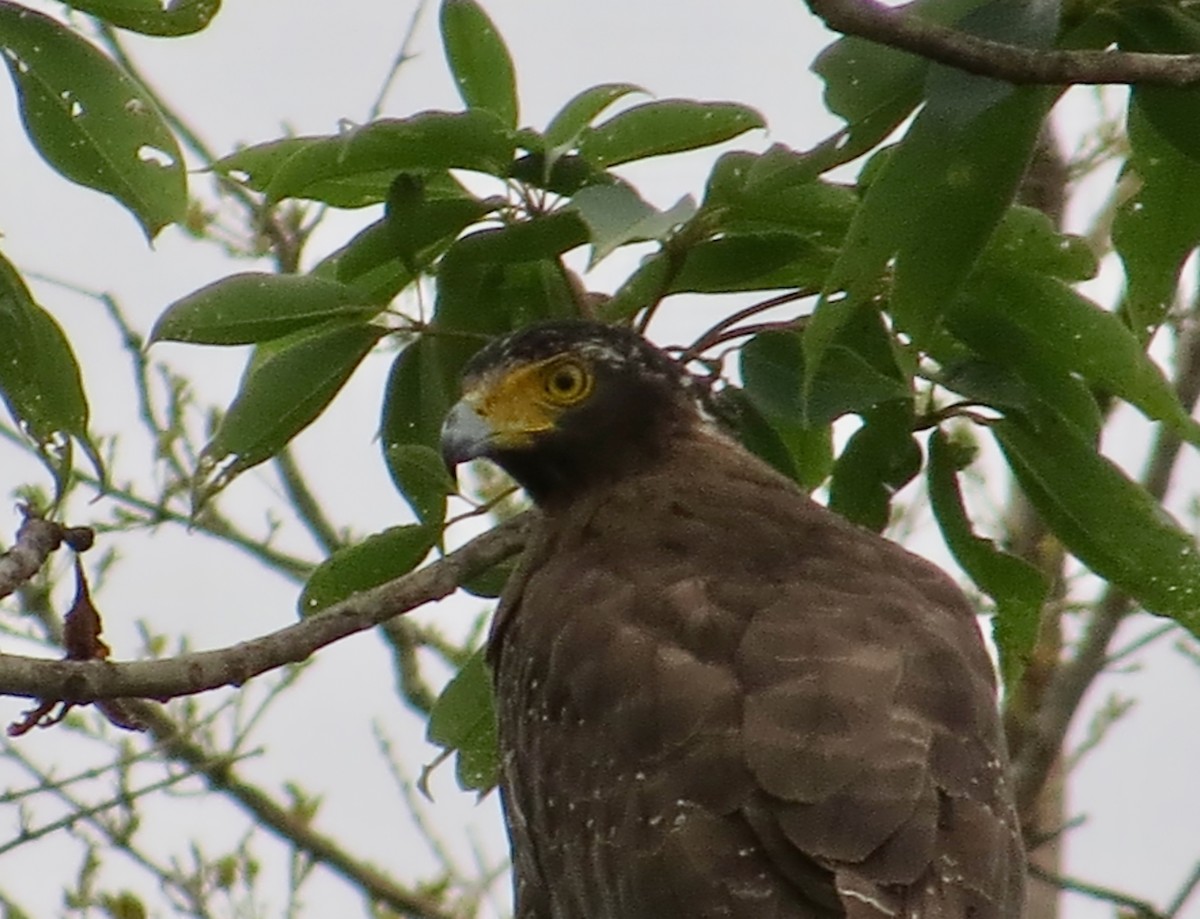 Crested Serpent-Eagle - ML154113091