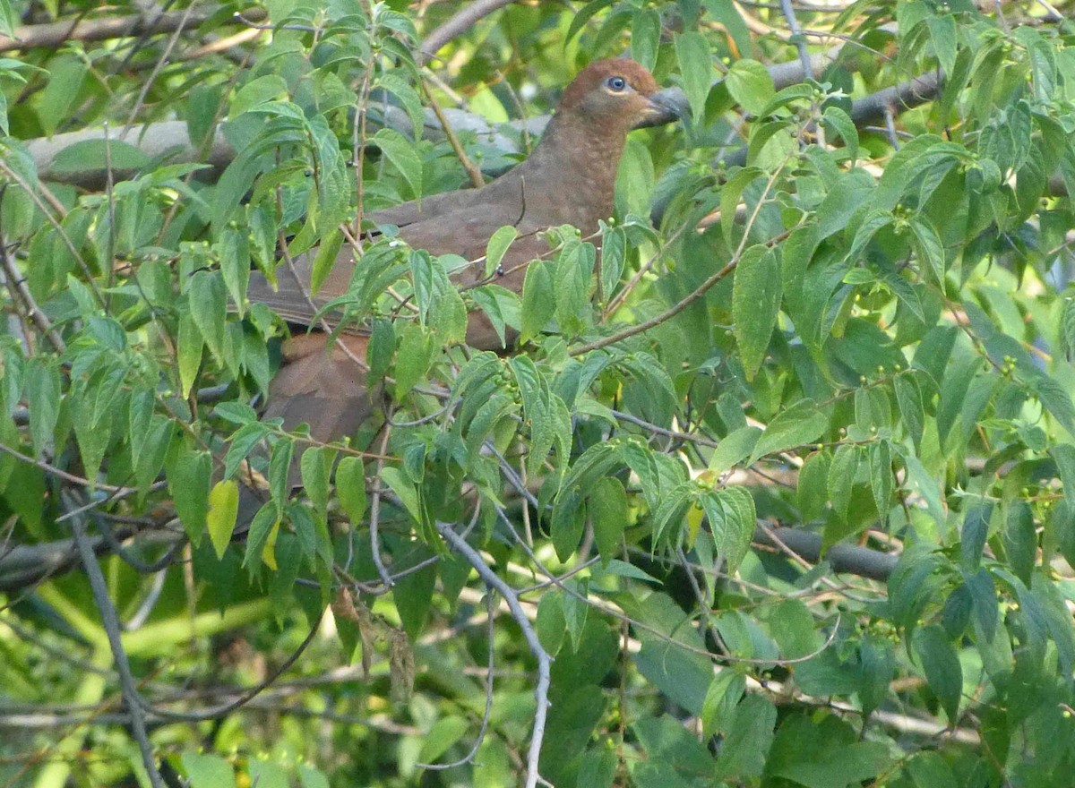 Brown Cuckoo-Dove - ML154115081
