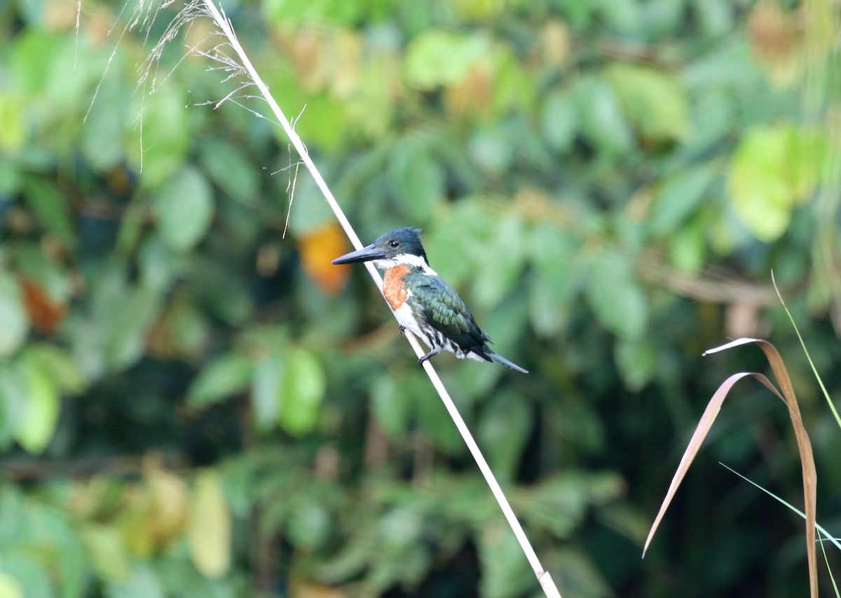 Amazon Kingfisher - ML154115281