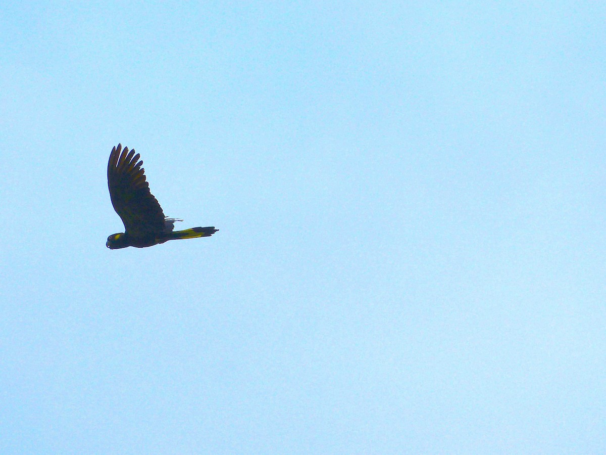 Yellow-tailed Black-Cockatoo - ML154115341