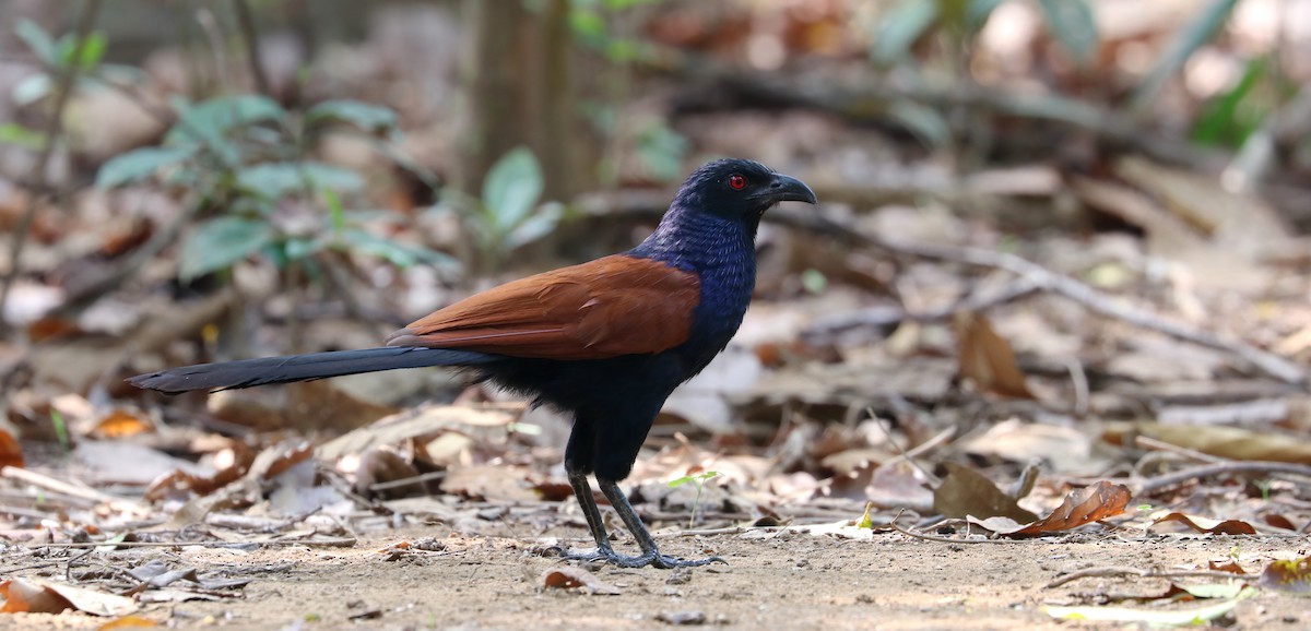 Greater Coucal - ML154117671