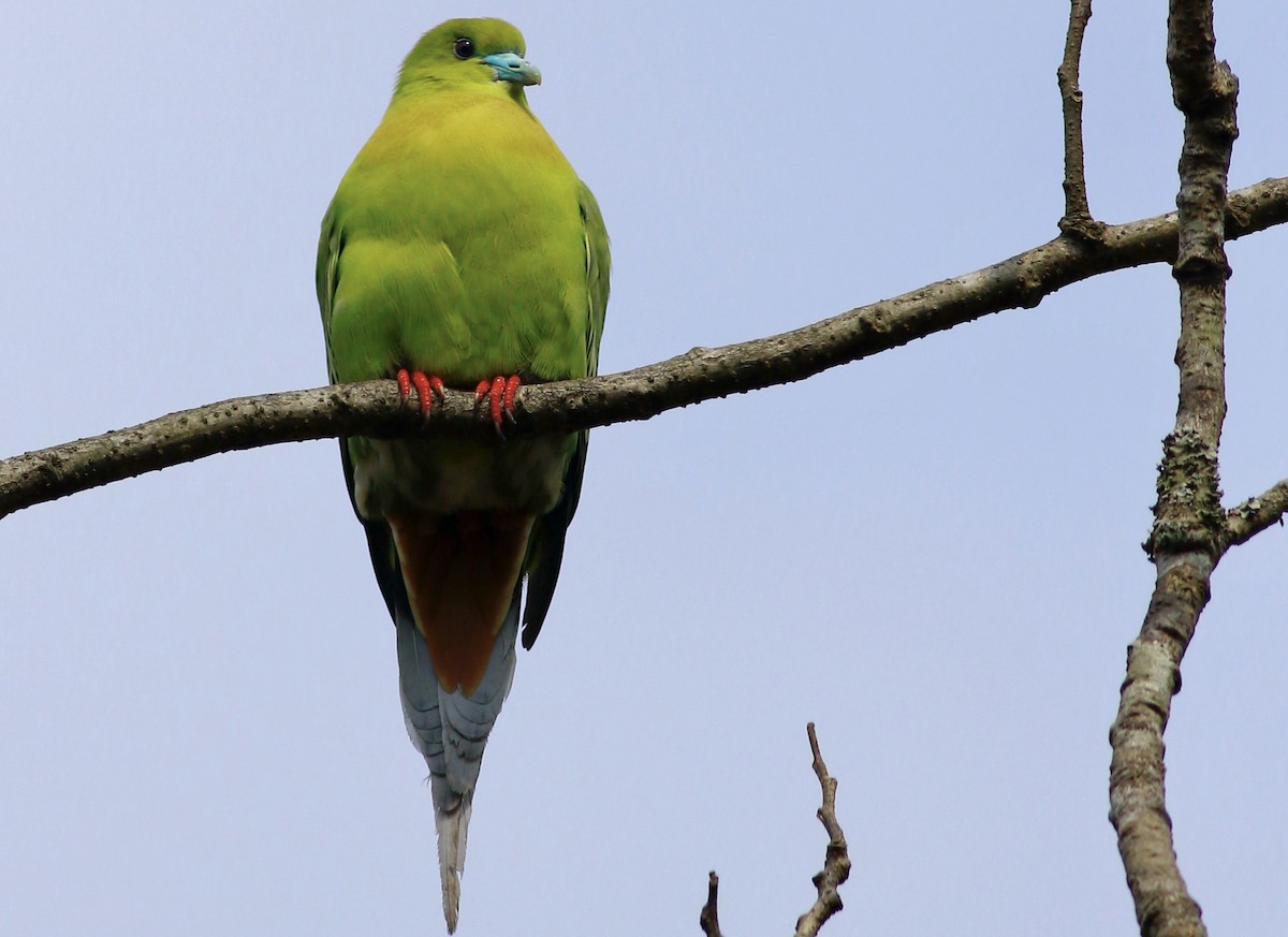 Pin-tailed Green-Pigeon - ML154117831