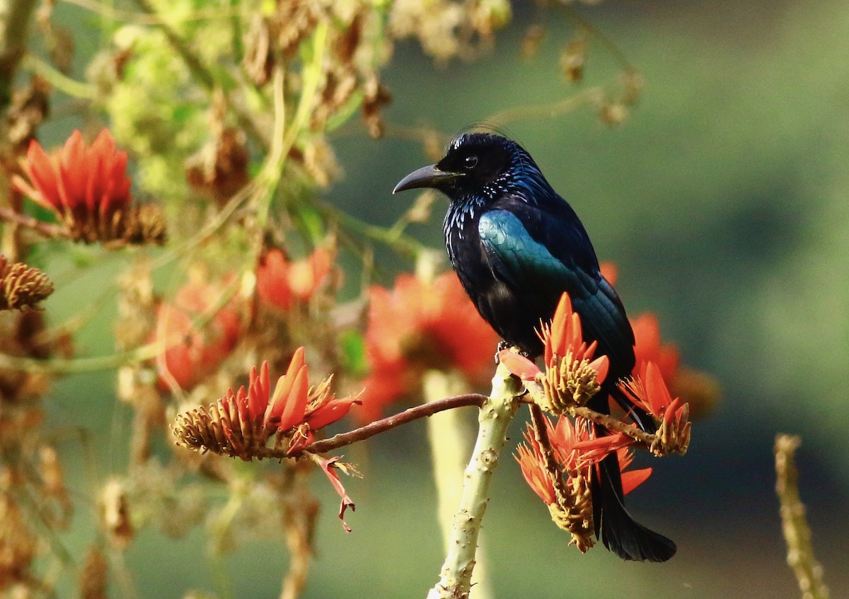 Hair-crested Drongo - ML154118491