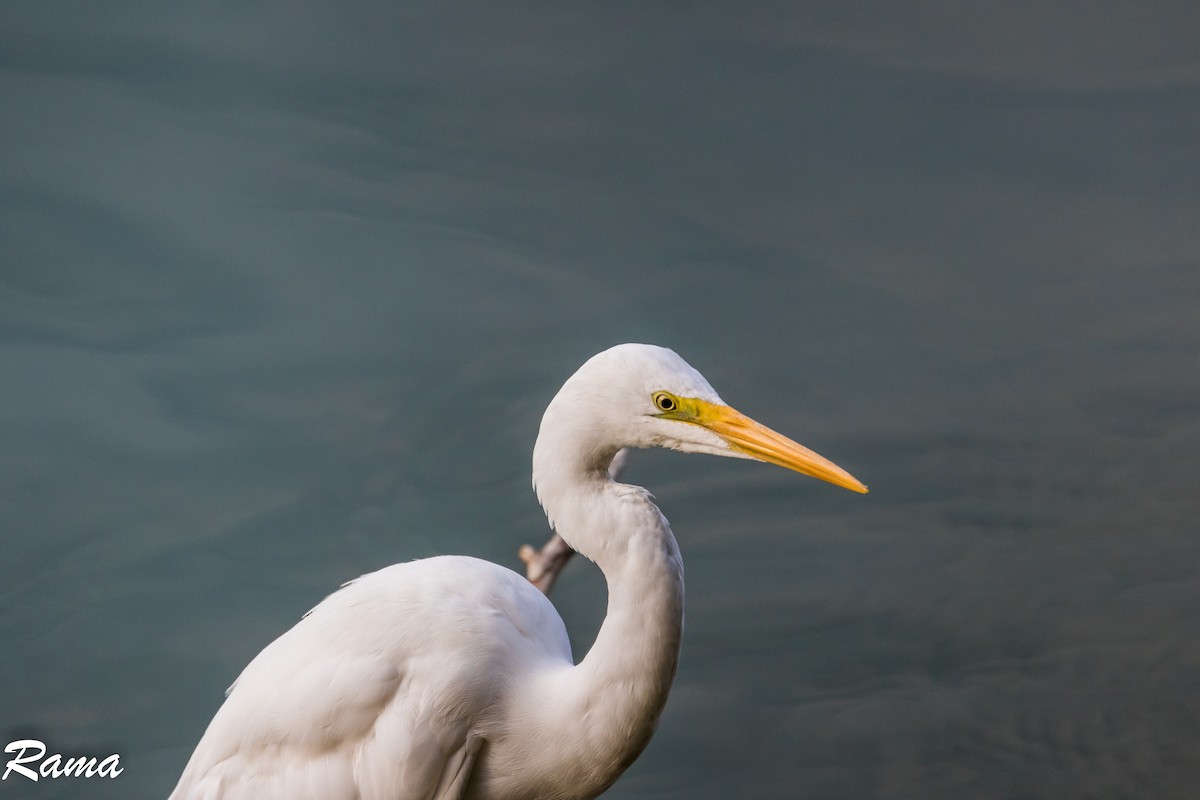 Great Egret - Rama Neelamegam