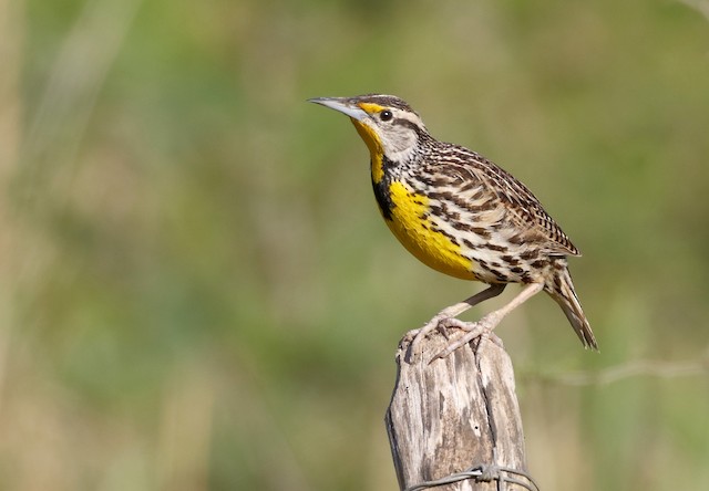 ◇在庫限り◇◇在庫限り◇総柄 JQ XS ダマスク damask ストレート