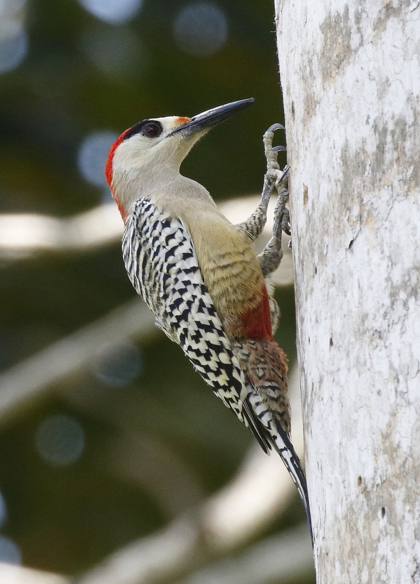 West Indian Woodpecker - Dave Curtis