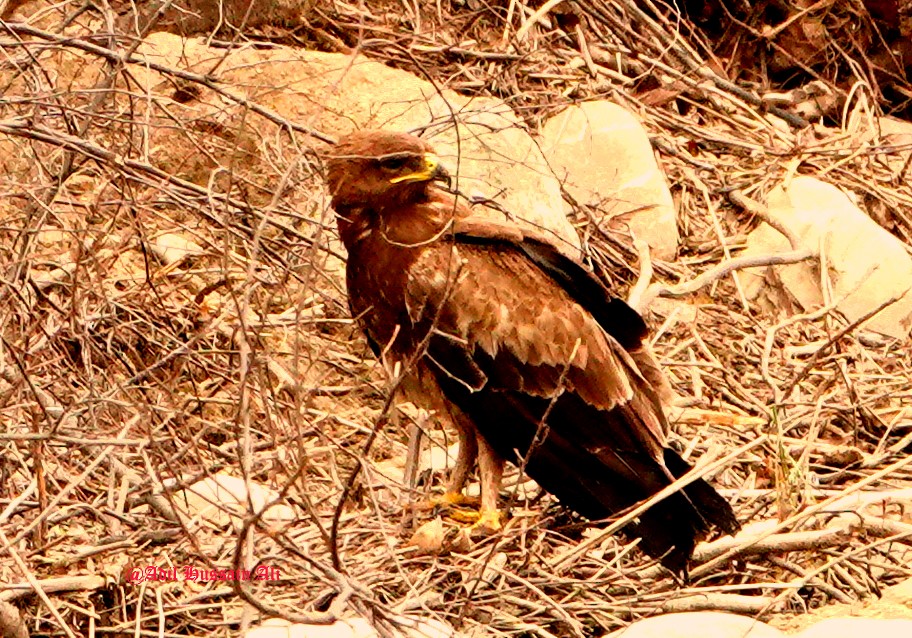 Indian Spotted Eagle - Adil Ali