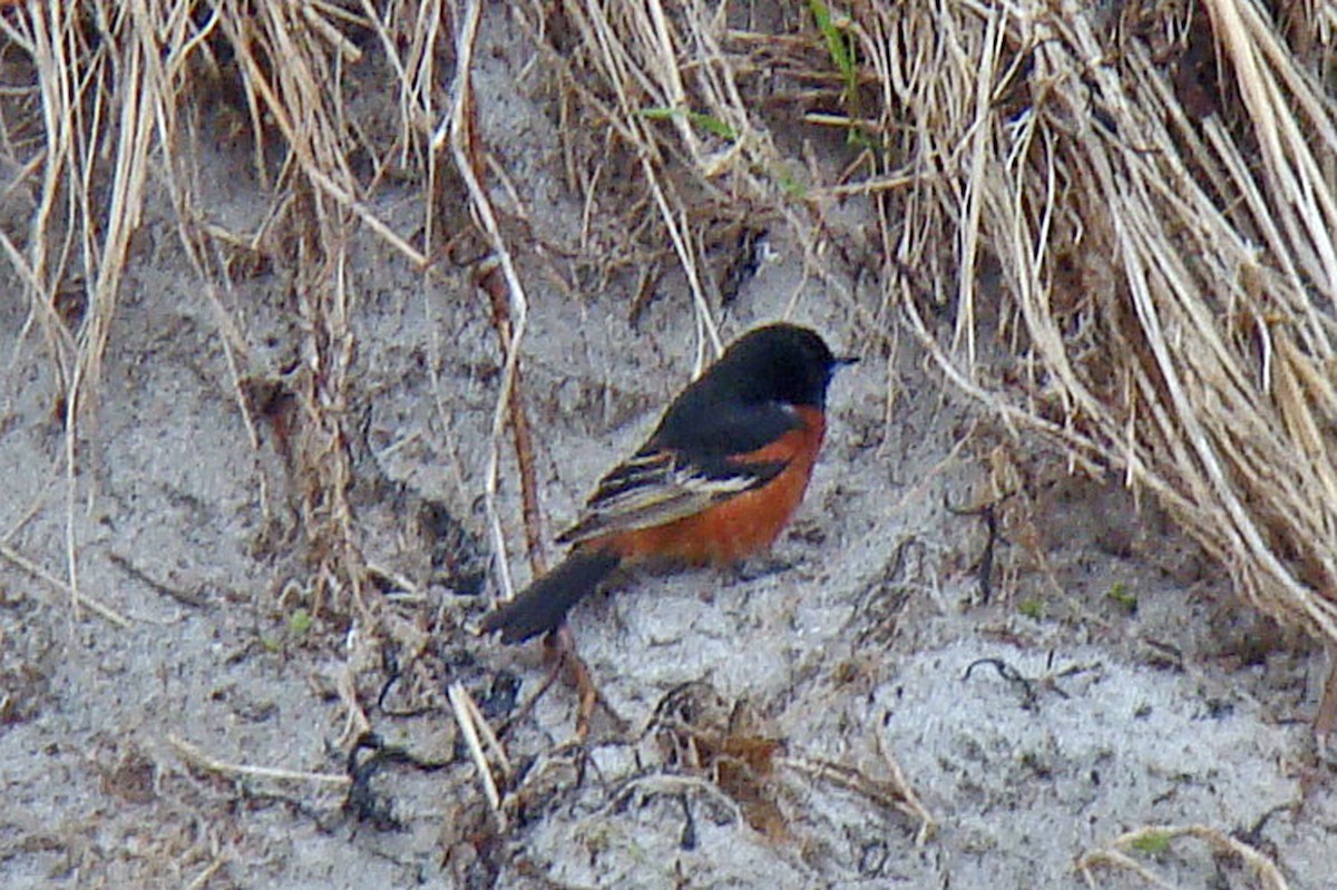 Orchard Oriole - ML154130011