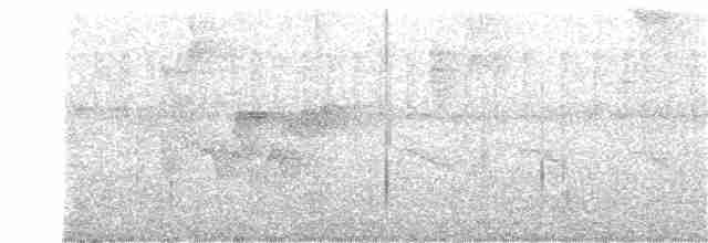 Черноголовый крапивник (nigricapillus/connectens) - ML154130261