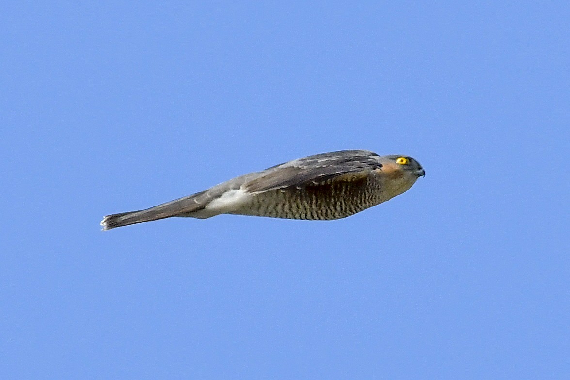 Eurasian Sparrowhawk - ML154133141