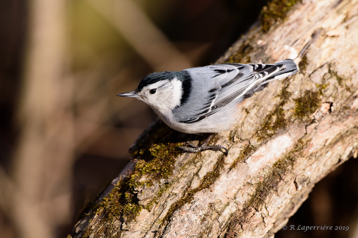 White-breasted Nuthatch - ML154134151