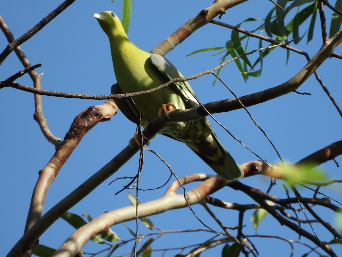 Madagascar Green-Pigeon - ML154138411
