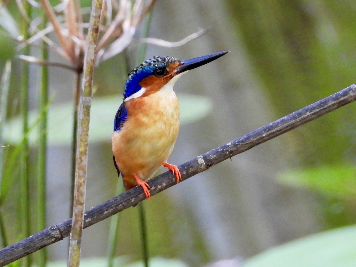 Malagasy Kingfisher - GARY DOUGLAS
