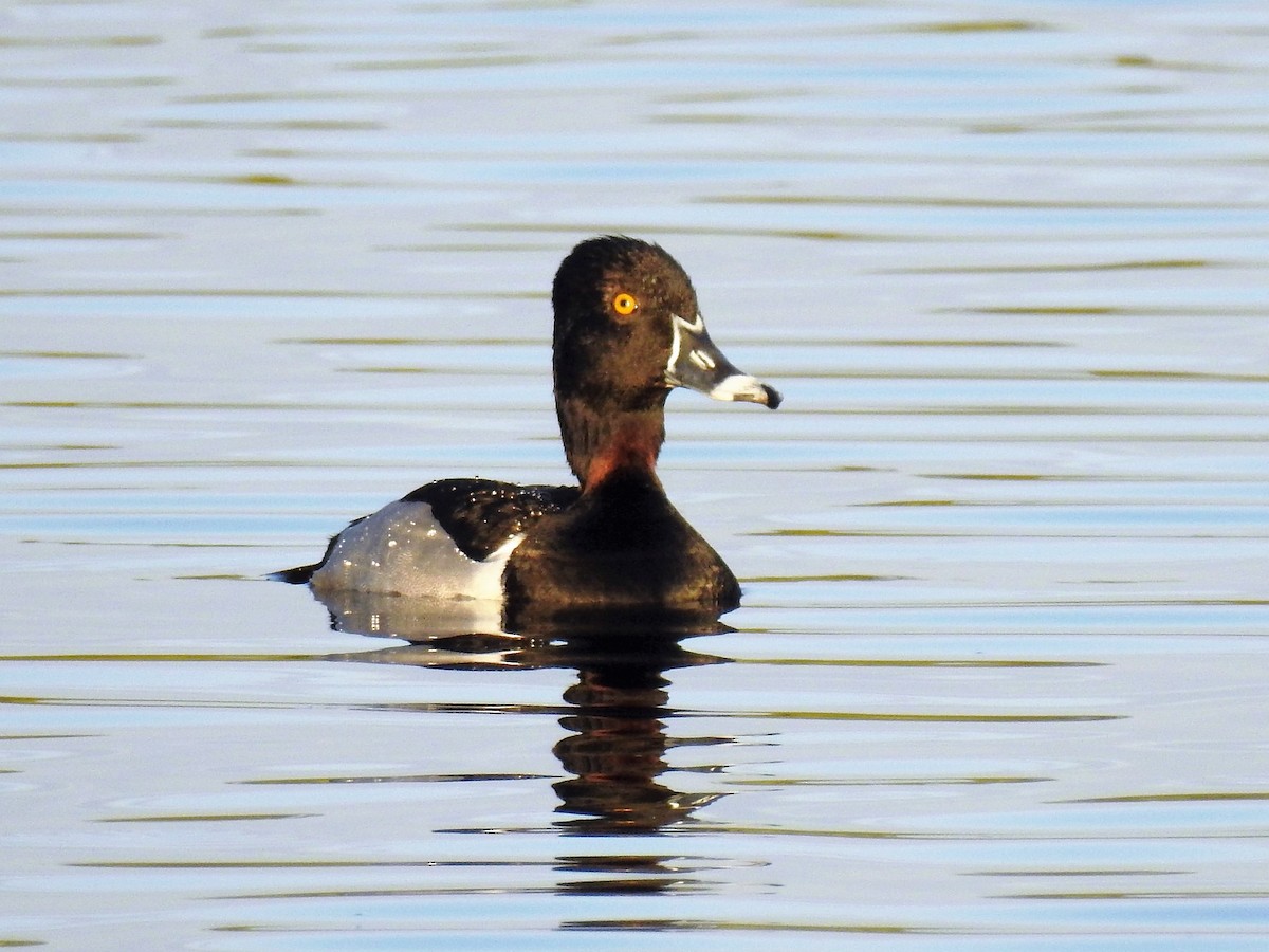 Ring-necked Duck - ML154147271