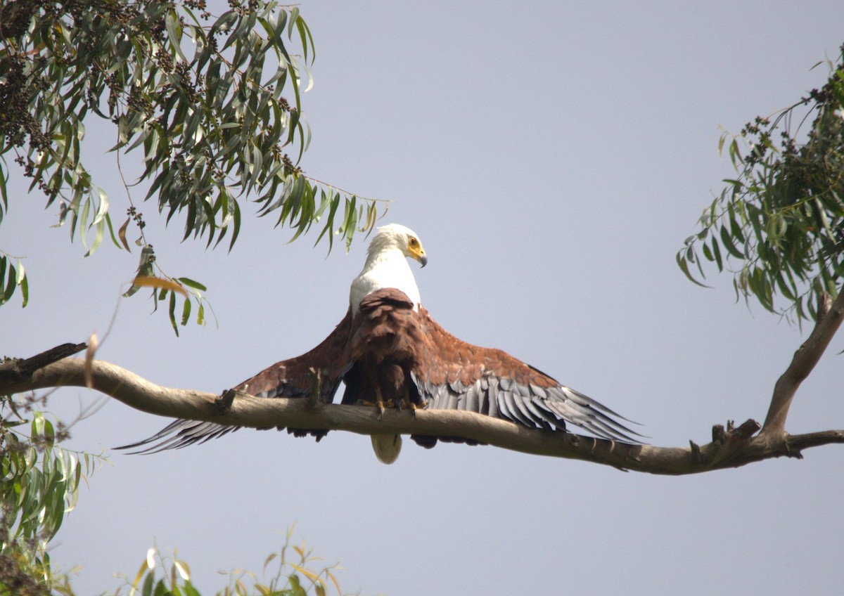 African Fish-Eagle - ML154148651