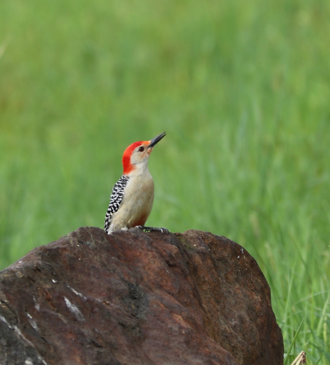 Red-bellied Woodpecker - valerie heemstra