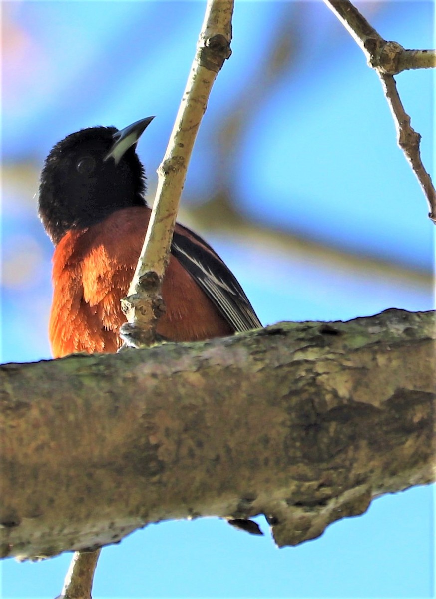 Orchard Oriole - ML154151631