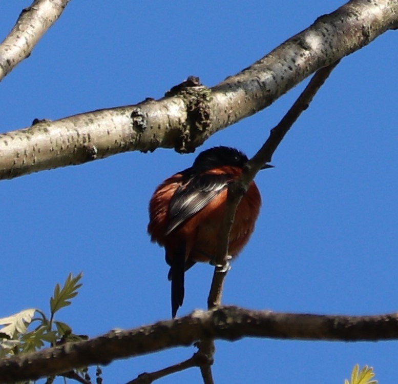Orchard Oriole - ML154151681