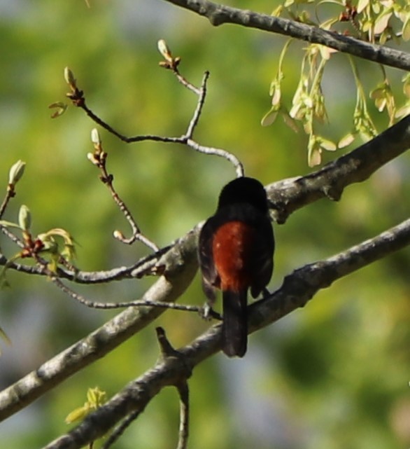 Orchard Oriole - ML154151721