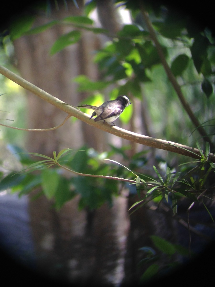 White-browed Fantail - ML154154231