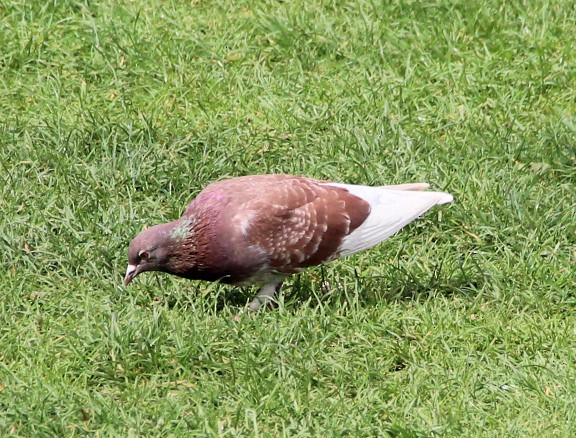 Rock Pigeon (Feral Pigeon) - ML154157601