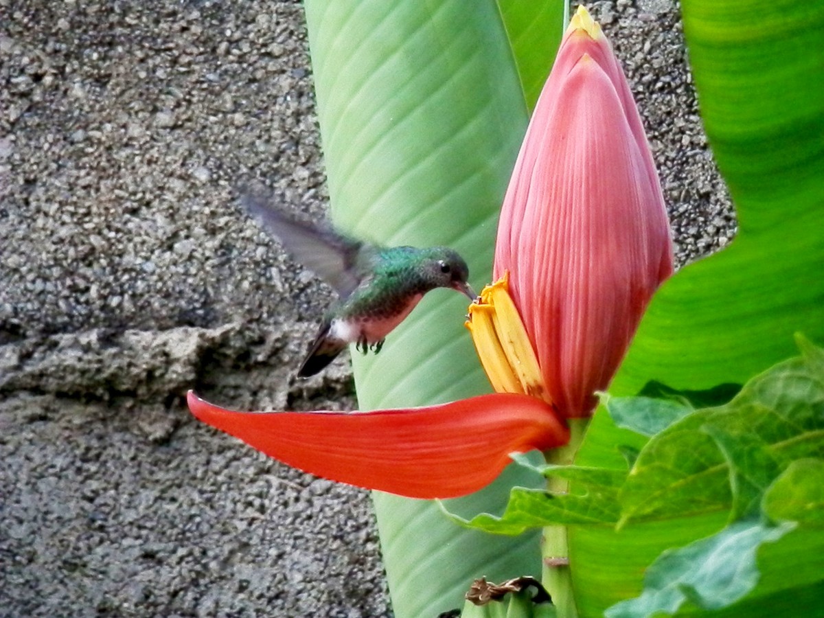 kolibřík zrcadlový - ML154158341