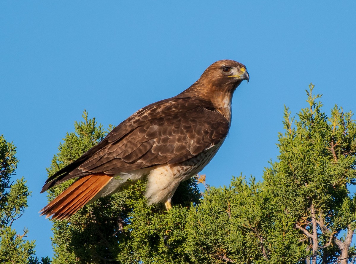 Red-tailed Hawk - ML154158651