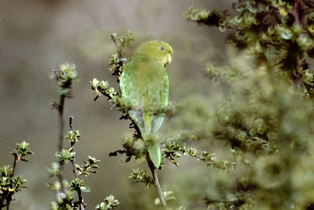 Andean Parakeet - ML154159391