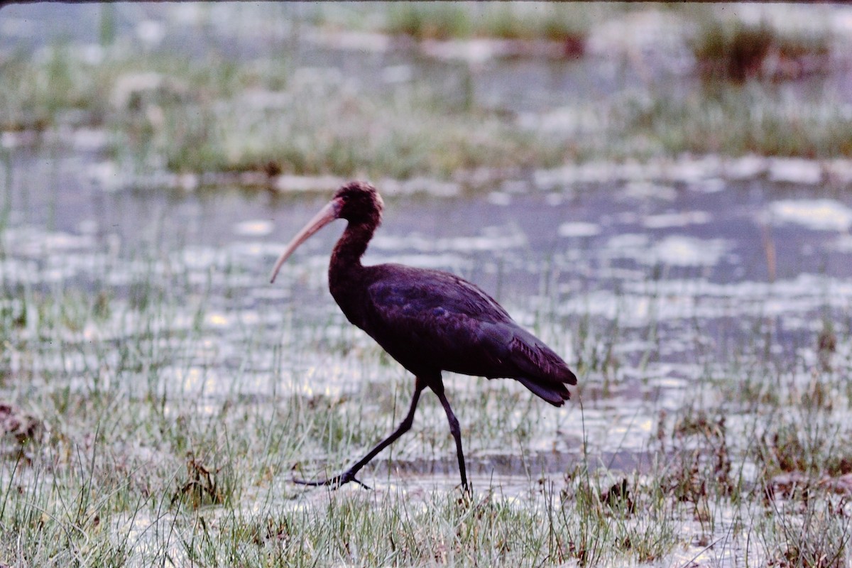 ibis andský - ML154161201