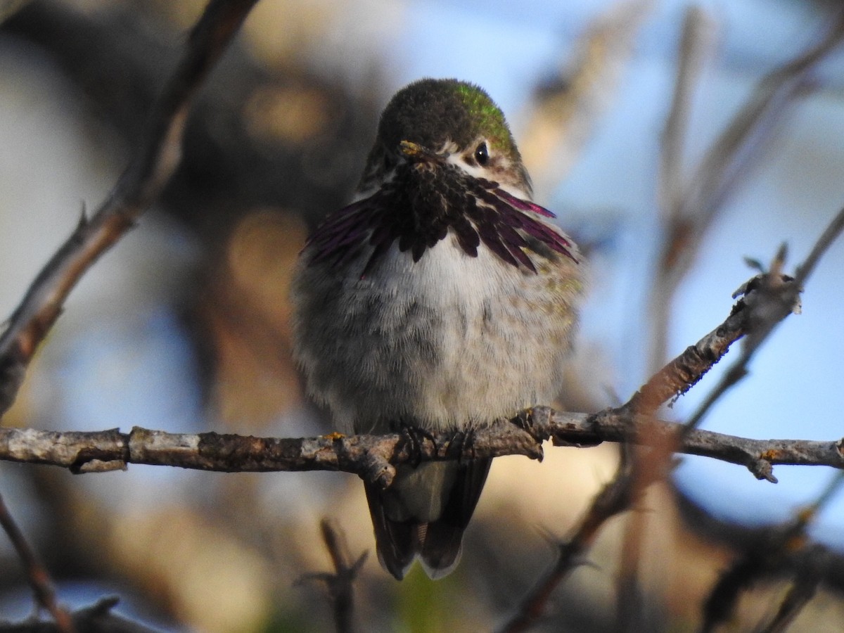 Calliope Hummingbird - Bryan Vroom