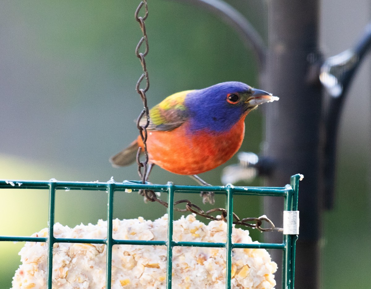 Painted Bunting - ML154164331