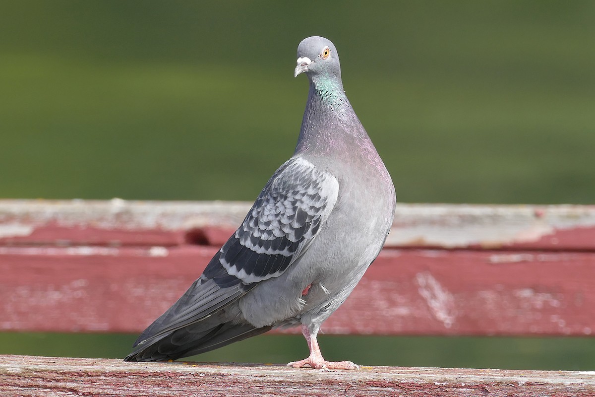 Rock Pigeon (Feral Pigeon) - ML154164591