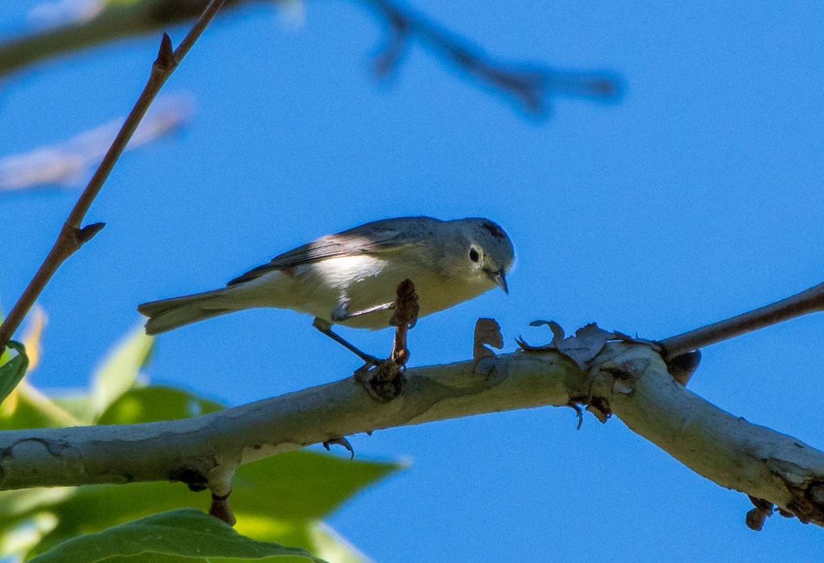 Lucy's Warbler - ML154164861