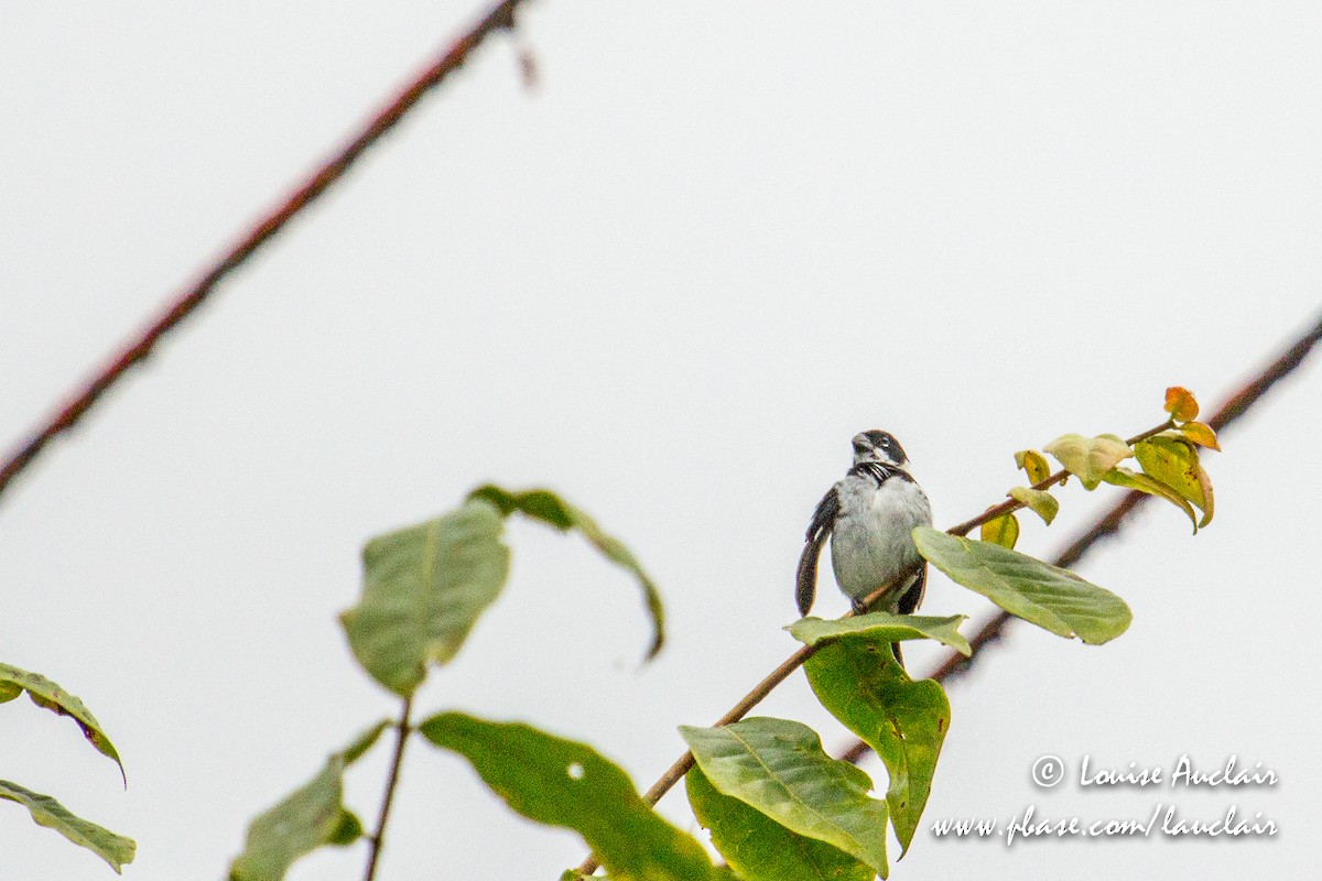 Variable Seedeater - ML154165931