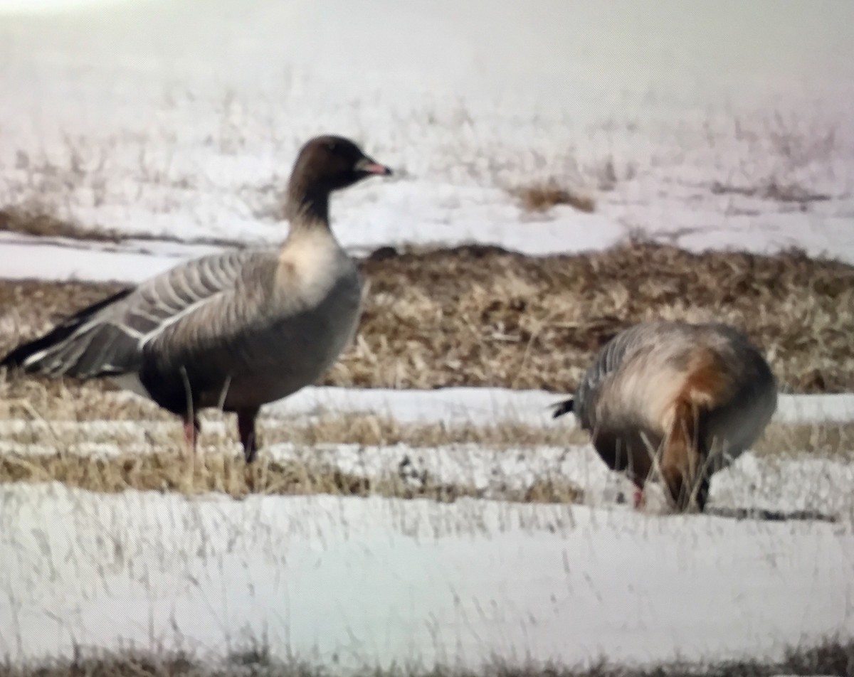 Pink-footed Goose - ML154167311