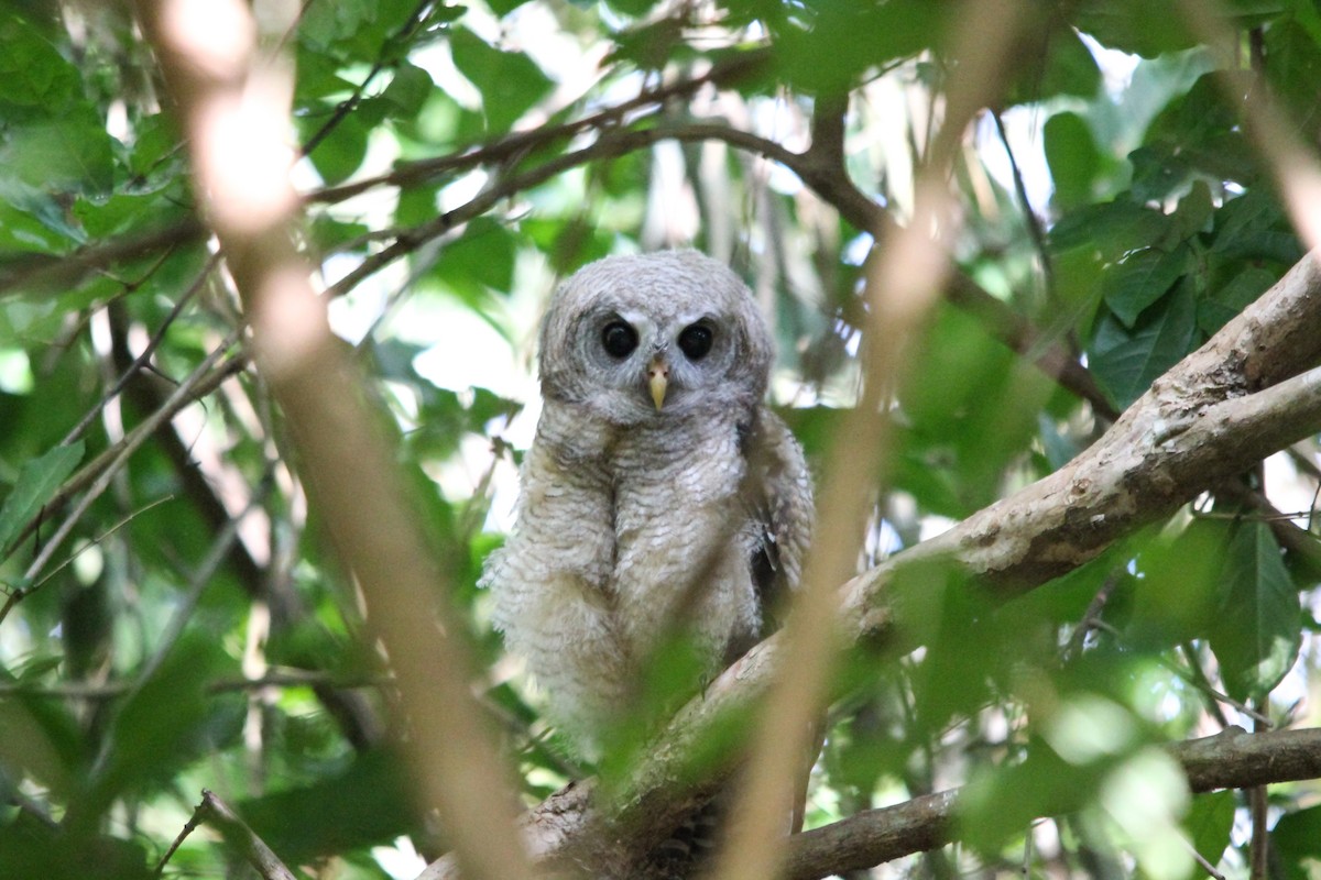 African Wood-Owl - ML154168181