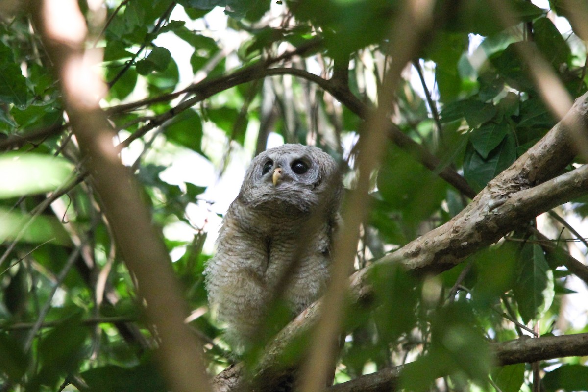 African Wood-Owl - ML154168211