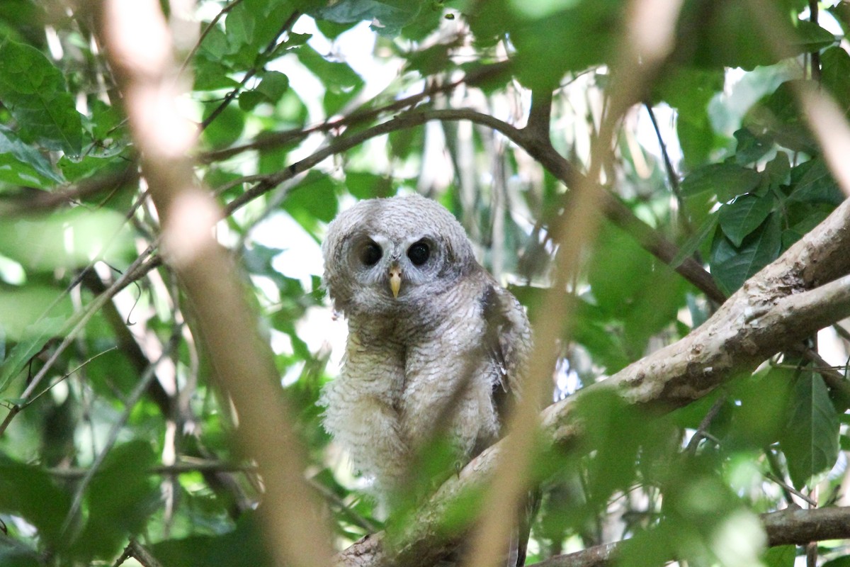 African Wood-Owl - ML154168221