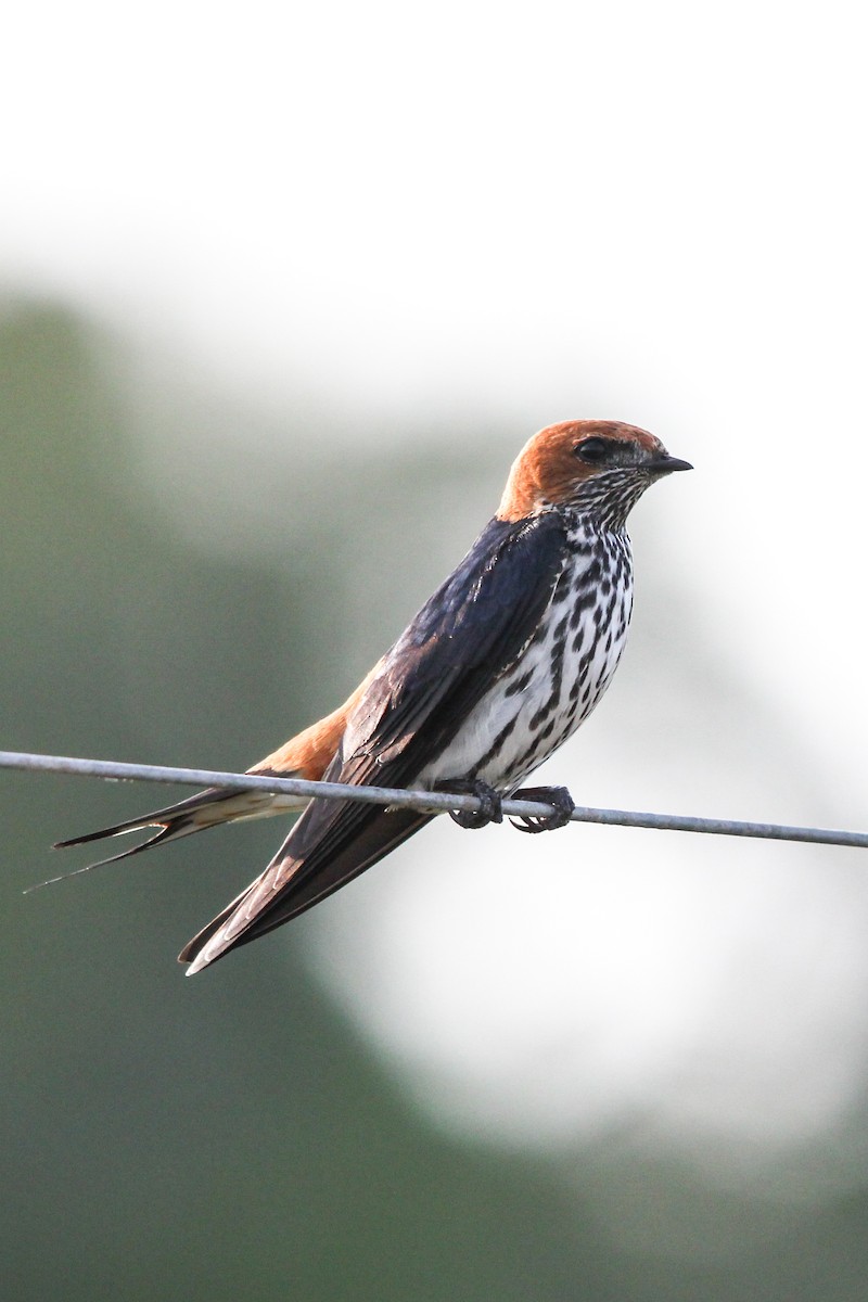 Lesser Striped Swallow - Peter  Steward