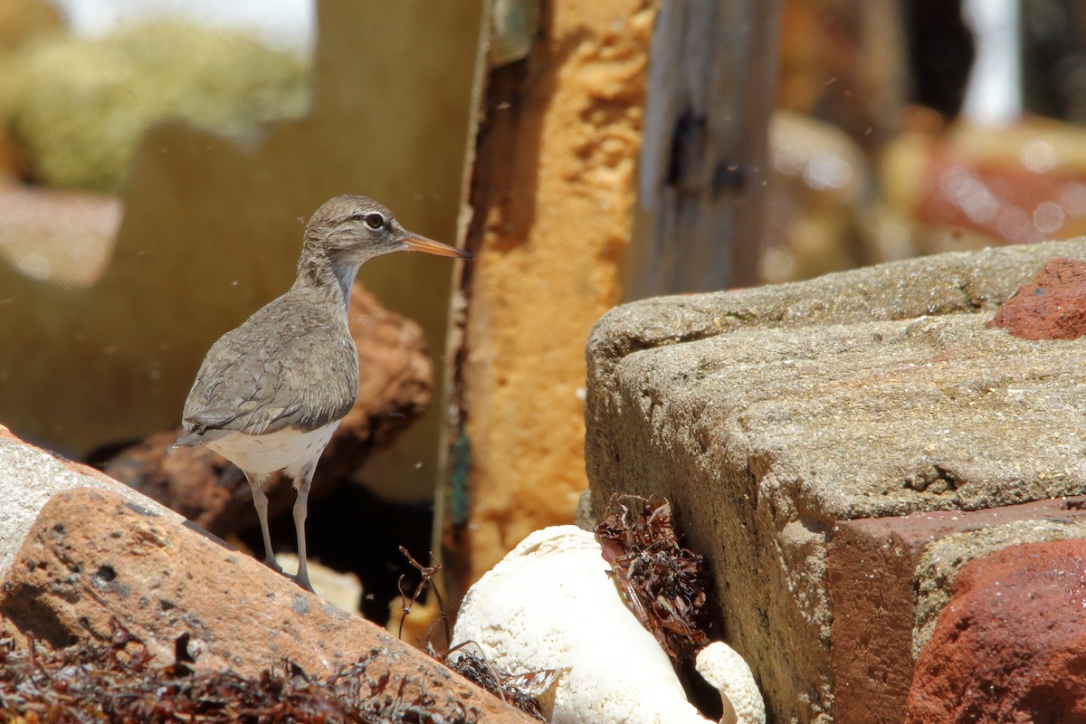 Spotted Sandpiper - Nathan Tea
