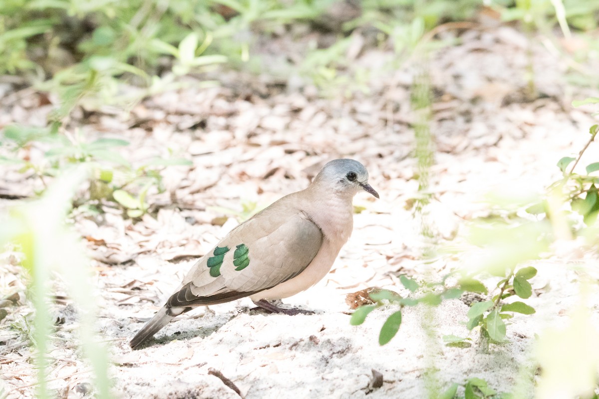 Emerald-spotted Wood-Dove - ML154170771