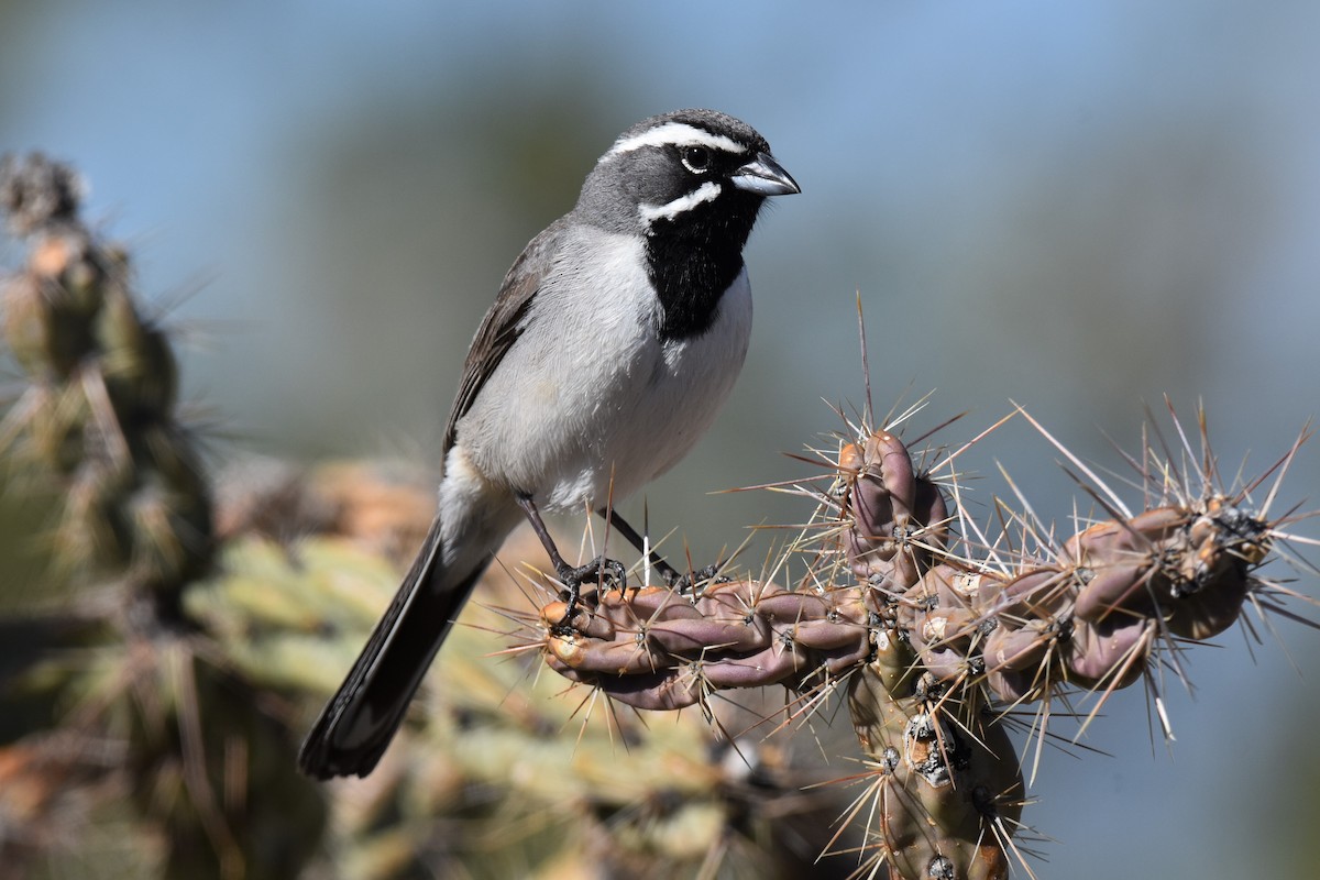 Black-throated Sparrow - Jack Parlapiano