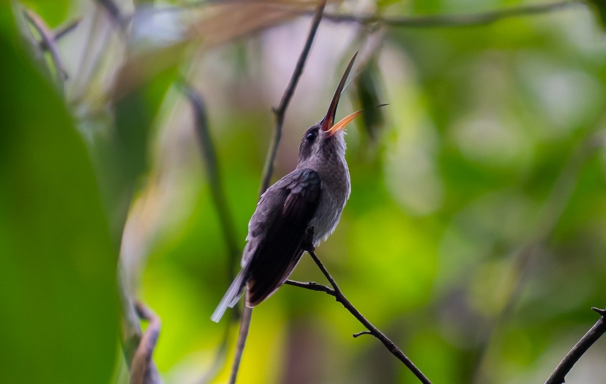 kolibřík dlouhozobý - ML154171231