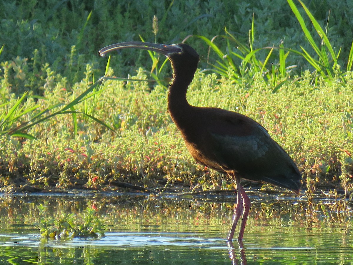 White-faced Ibis - Robert Theriault