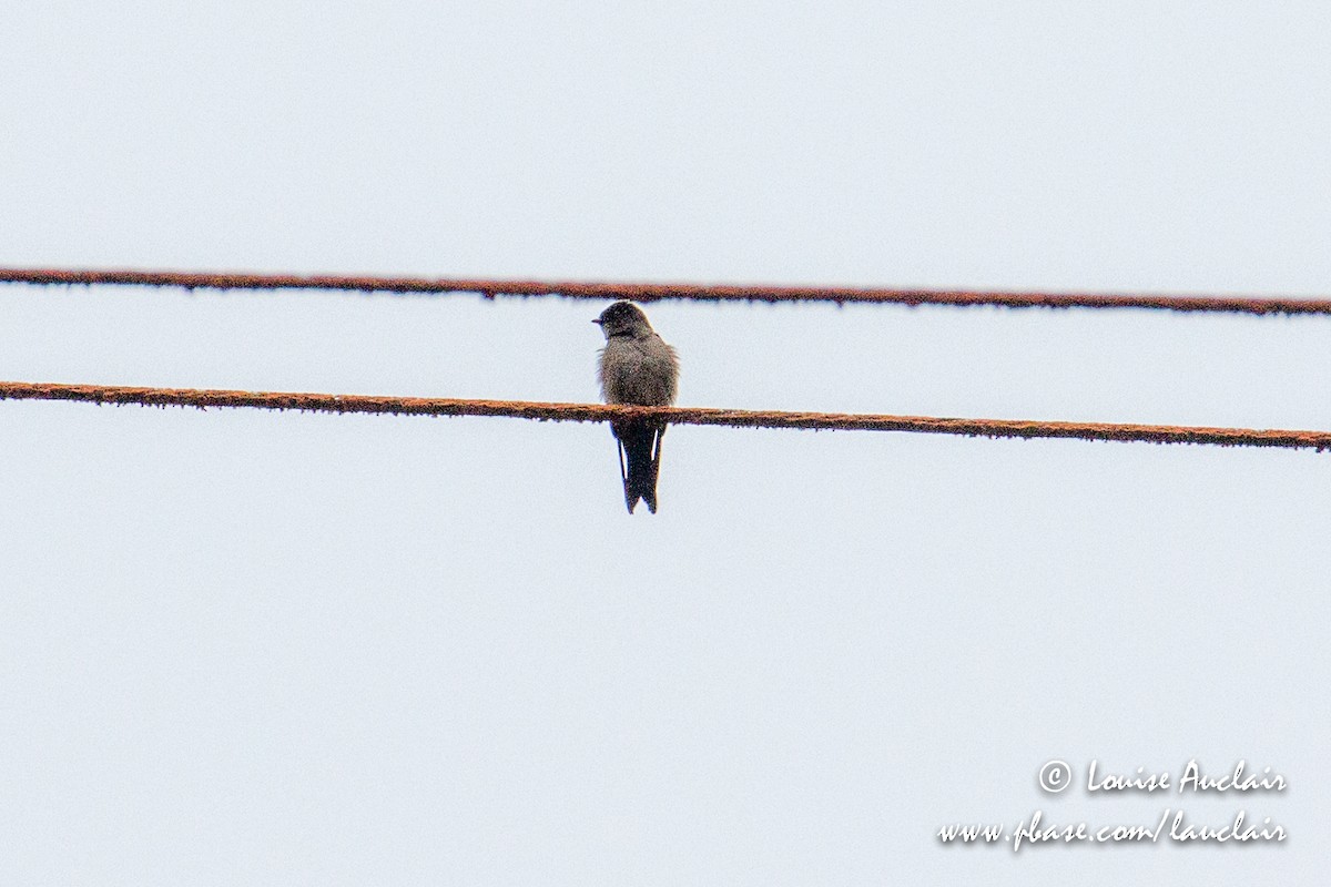 Southern Rough-winged Swallow - Louise Auclair