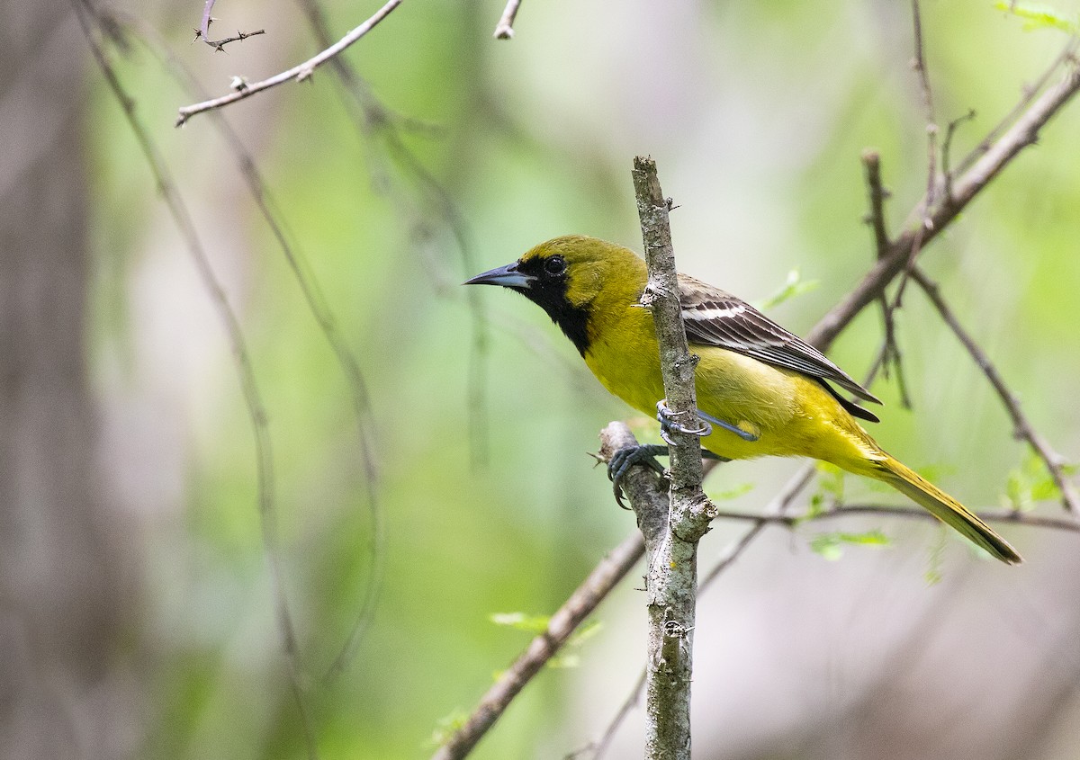 Orchard Oriole - ML154176061
