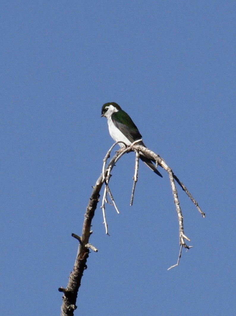 Violet-green Swallow - ML154176671