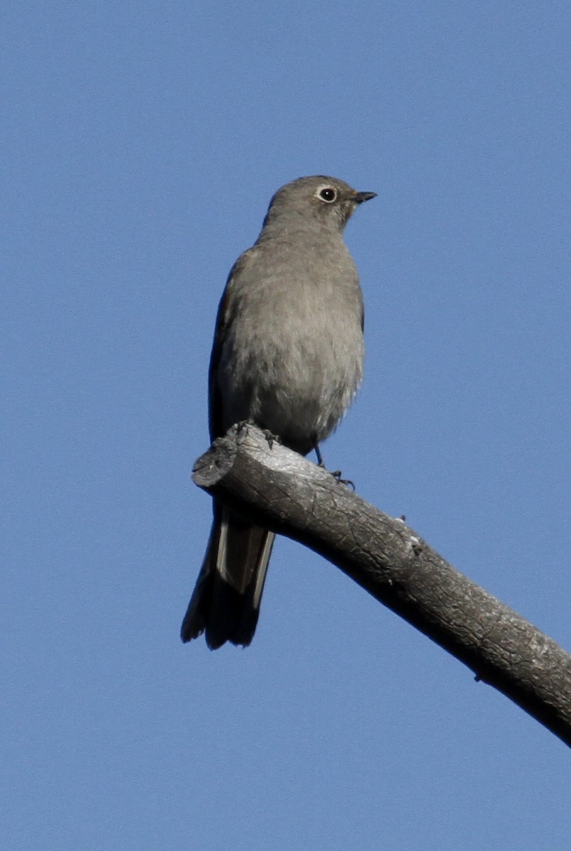Townsend's Solitaire - ML154176951