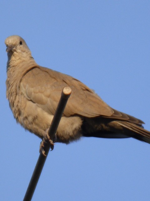 Eurasian Collared-Dove - ML154180381