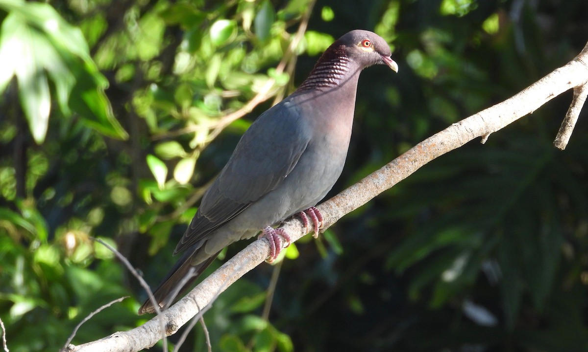 Scaly-naped Pigeon - ML154183021